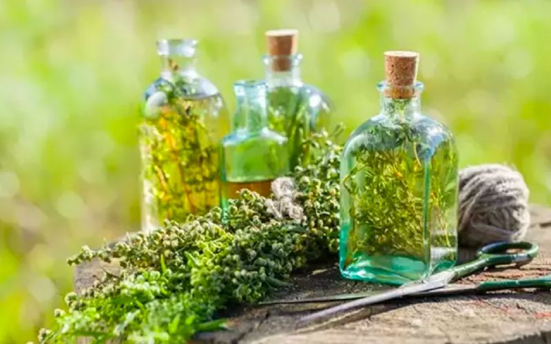 Thyme Oil: 10 Amazing Benefits for Your Health and Wellness